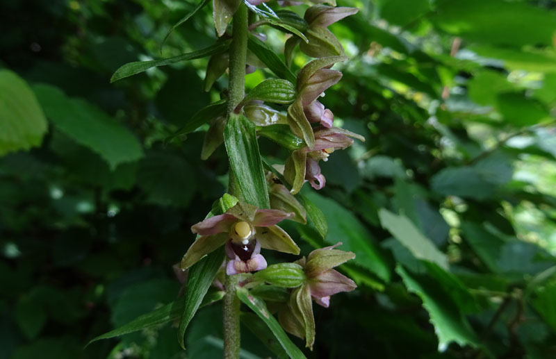 Epipactis helleborine.......da Sopramonte (TN)